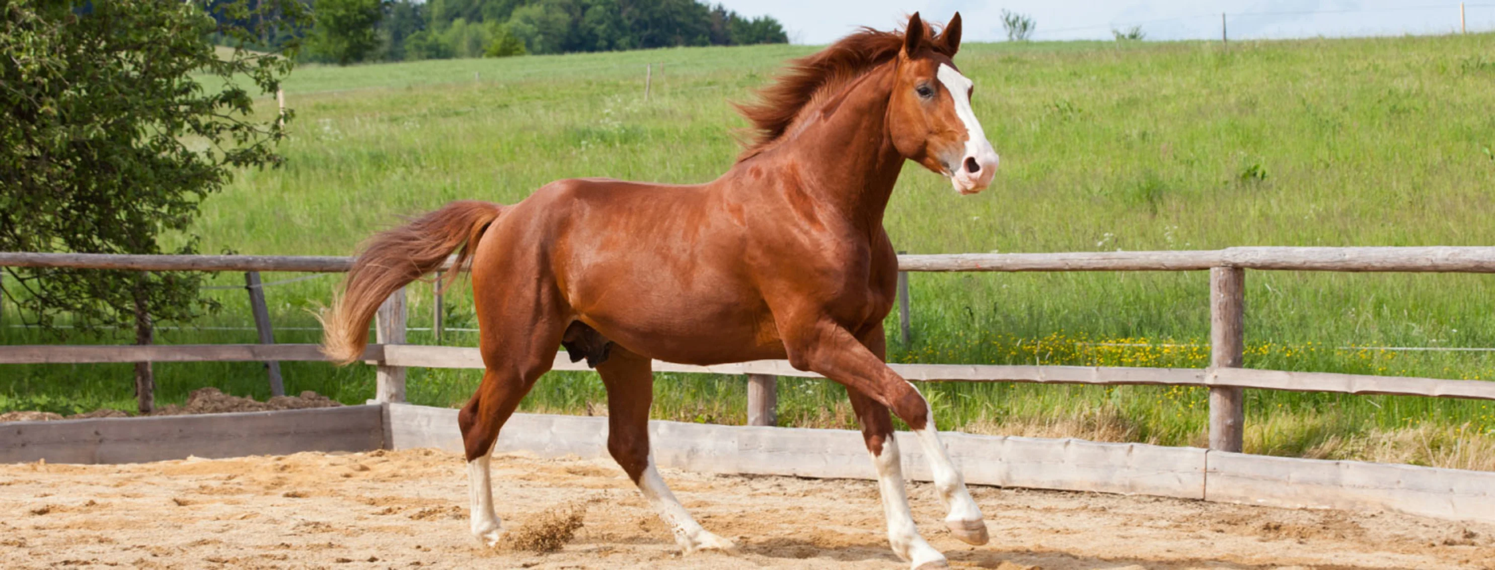 Brown horse standing in pen